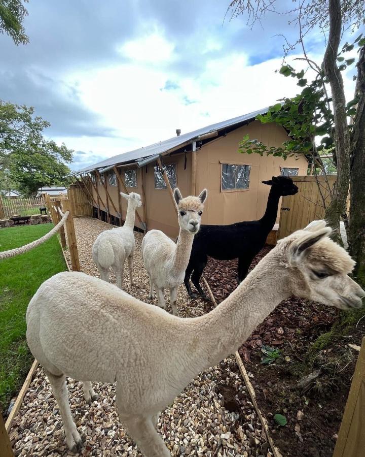 Aladdin Safari Tent Тенбі Екстер'єр фото